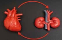 Maladie rénale chronique et maladies cardiovasculaires